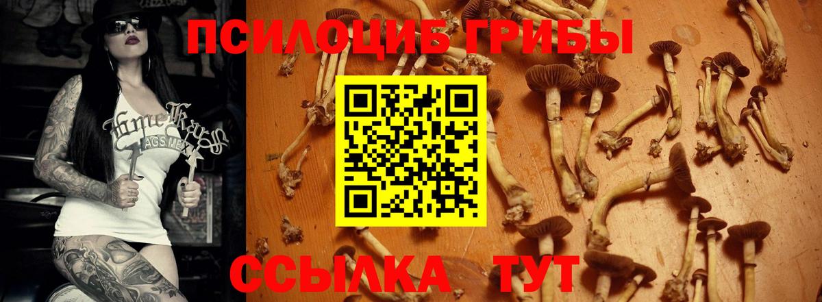 Псилоцибиновые грибы Cubensis  Партизанск 